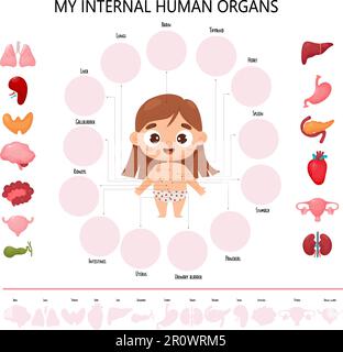 Anatomie des menschlichen Körpers. Infografiken mit süßem Mädchen. Sehschema gesunde innere weibliche Organe, Namen und Orte. Medizinisch pädagogische Kinder Poster in Stock Vektor