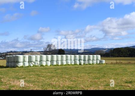 Heurolle im Stapel verpackt in Polybeutel bei Dorrigo, NSW, Australien: Ein typisches australisches Landbild Stockfoto