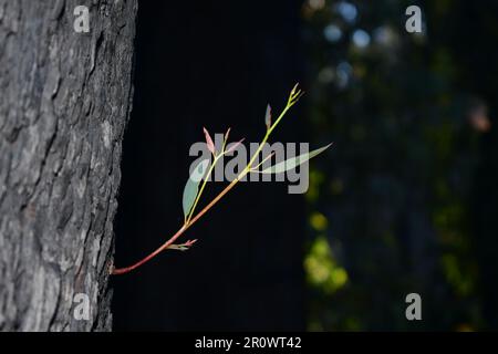 Ein verbrannter Baum wächst nach einem Buschbrand in Tenterfield, NSW, aus seinem Baumstamm. Eukalypten haben besondere feueradaptive Eigenschaften, indem sie erneut keimen. Stockfoto