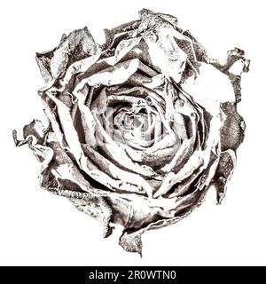 Getrocknete Rose auf weißem Hintergrund, Vorderansicht, monochrom Stockfoto