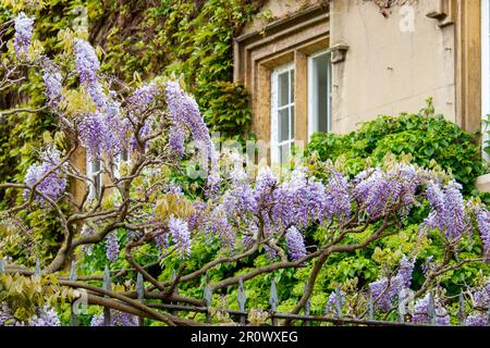 Eine blühende Wisteria-Pflanze am Gartenzaun des Sidney Sussex College, Cambridge. Das Foto wurde auf öffentlichem Grund und Boden in der Sidney Street aufgenommen. Stockfoto