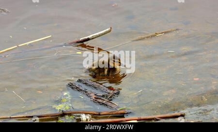 Das Bild einer kleinen, flauschigen Ente einer wilden Ente schwimmt in einem Dickicht auf dem Wasser Stockfoto