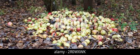 Mit beschädigten Äpfeln stapeln. Garten- und Lebensmittelabfälle, Kompost. Ein Haufen fauler Äpfel auf dem Boden in der Natur, der Äpfel im Wald zersetzt Stockfoto