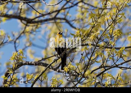 Der Gelbkopfschwarm (Xanthocephalus xanthocephalus) im Naturschutzgebiet des Bundesstaates Wisconsin Stockfoto