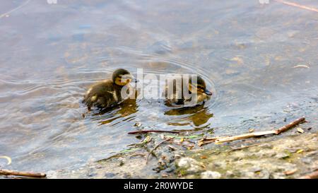 Bild von zwei wilden kleinen Entenküken auf dem Fluss in der Nähe des Ufers Stockfoto