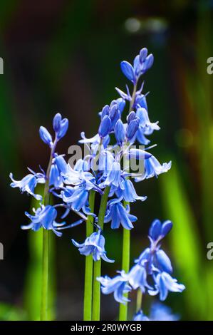Im Vereinigten Königreich – Blaue Glocke (Hyacinthoides non-scripta) Stockfoto