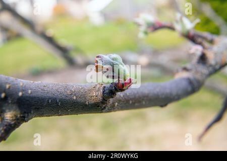 Grüner Apfel Knospen, Blüten und Blätter, grüne Cluster, Eröffnung in der Frühlingssonne auf dem Baum Stockfoto