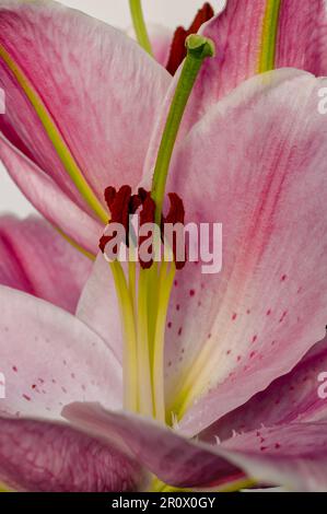 Asiatische Lilie, blühende farbenfrohe rosa Blume Nahaufnahme, dekorative elegante Blüten, Pflanzen aus der Gruppe von Hybriden, die aus ostasiatischen Arten stammen Stockfoto