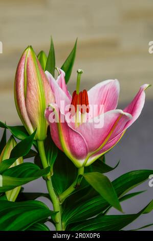 Asiatische Lilie, blühende farbenfrohe rosa Blume Nahaufnahme, dekorative elegante Blüten, Pflanzen aus der Gruppe von Hybriden, die aus ostasiatischen Arten stammen Stockfoto