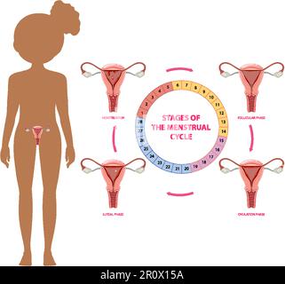 Stadien des Menstruationszykluskonzepts Stock Vektor