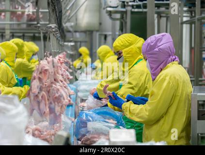 QK mit einem Hühnerschlachtkörper, der die Temperatur des Fleischthermometers in einer Hühnerfabrik prüft. Stockfoto