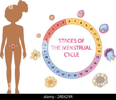 Stadien des Menstruationszykluskonzepts Stock Vektor