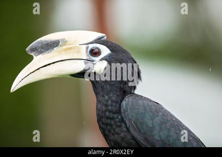 Nahaufnahme eines männlichen orientalischen Rattenhornvogel, hoch oben auf einer Seeschutzmauer in Singapur. Stockfoto
