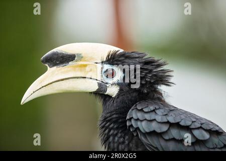 Nahaufnahme eines männlichen orientalischen Rattenhornvogel, hoch oben auf einer Seeschutzmauer in Singapur. Stockfoto