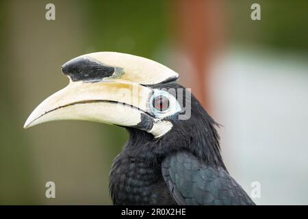 Nahaufnahme eines männlichen orientalischen Rattenhornvogel, hoch oben auf einer Seeschutzmauer in Singapur. Stockfoto