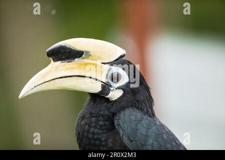 Nahaufnahme eines männlichen orientalischen Rattenhornvogel, hoch oben auf einer Seeschutzmauer in Singapur. Stockfoto