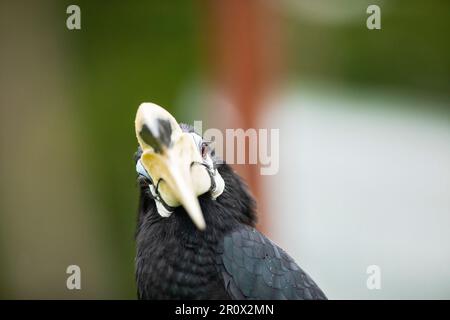 Nahaufnahme eines männlichen orientalischen Rattenhornvogel, hoch oben auf einer Seeschutzmauer in Singapur. Stockfoto