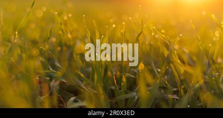 Eine malerische Aussicht auf grünes Gras bedeckt mit Wassertropfen im Sonnenlicht Stockfoto