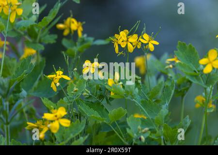 Chelidonium majus, gemeinhin bekannt als Großzelandine Stockfoto