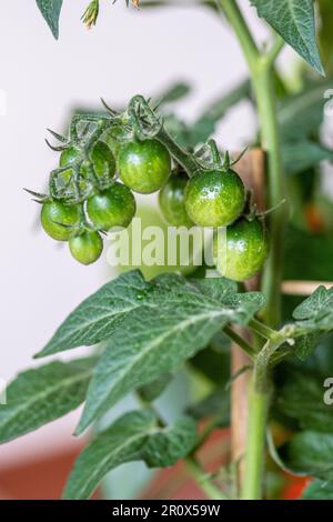 Frische Bio-unreife Bande hängender grüner Kirschtomaten, Nahaufnahme. Konzept der biologischen Landwirtschaft, Bio-Produkt, Bio-Ökologie, integrierter Betrieb Stockfoto