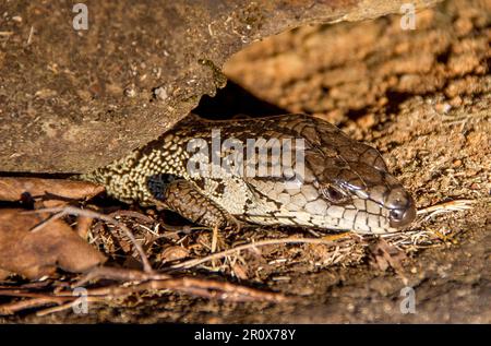 Australian Pink Tongue Skink, Cyclodomorphus gerrardii, der im Queensland Garden unter dem Felsen in der Sonne liegt Stockfoto