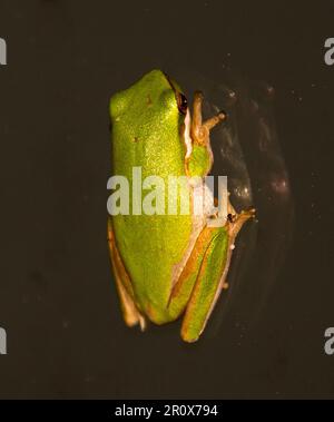 Australischer grüner Baumfrosch, anmutiger Baumfrosch (Litoria gracilenta), der sich nach Regen im glänzenden dunklen Fenster ruht. Leuchtendes Grün mit Gelb und Orange. Stockfoto