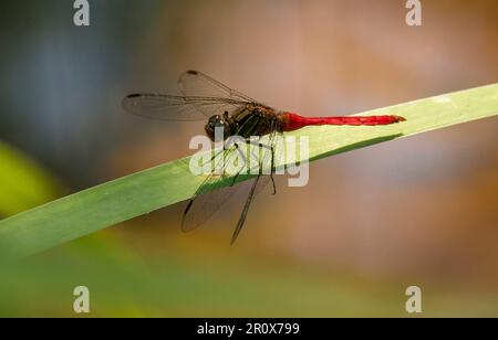 Rote australische männliche Fiery Skimmer-Libelle, Orthetrum villosovittatum, auf schmalem Blatt über Wasser. Sommer, Queensland. Roter Bauch, dunkler Thorax. Stockfoto