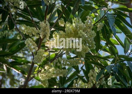 Cremeweiße Razemien von Blüten auf Zweigen des australischen Blauen Quandong-Baumes, Elaeocarpus angustifolius. Winzige Blumen des Queensland Regenwalds. Stockfoto