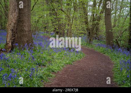 Bulebells in Hillhouse Woods in West Bergholt, Essex. Blau, violette Blumen, grüne Bäume, Frühlingsstimmung. Stockfoto