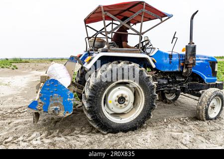 Ein Mann fährt einen Mähdrescher und erntet die Erdnüsse. Ein Bauer aus Bangladesch, der mit einem Traktor auf einem landwirtschaftlichen Feld arbeitet Stockfoto