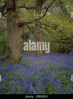 Bulebells in Hillhouse Woods in West Bergholt, Essex. Blau, violette Blumen, grüne Bäume, Frühlingsstimmung. Stockfoto