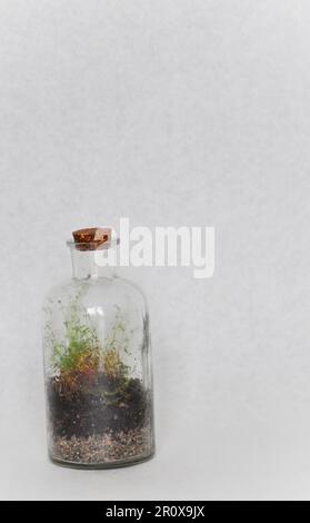 Ein kleines Flaschenterrarium aus einer recycelten Flasche, mit Moos und Farn. Vor weißem Hintergrund als Studioaufnahme mit Kopierbereich Stockfoto