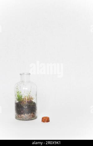 Ein kleines Flaschenterrarium aus einer recycelten Flasche, mit Moos und Farn. Vor weißem Hintergrund als Studioaufnahme mit Kopierbereich Stockfoto