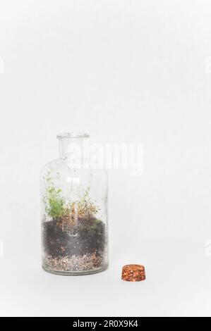 Ein kleines Flaschenterrarium aus einer recycelten Flasche, mit Moos und Farn. Vor weißem Hintergrund als Studioaufnahme mit Kopierbereich Stockfoto