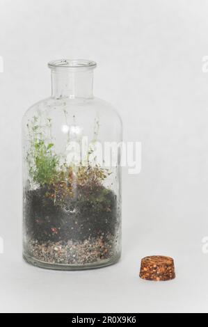 Ein kleines Flaschenterrarium aus einer recycelten Flasche, mit Moos und Farn. Vor weißem Hintergrund als Studioaufnahme mit Kopierbereich Stockfoto