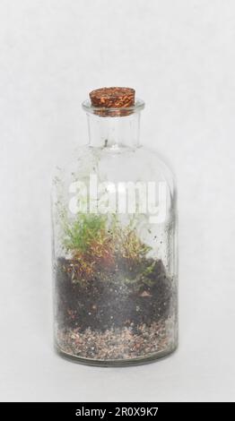 Ein kleines Flaschenterrarium aus einer recycelten Flasche, mit Moos und Farn. Vor weißem Hintergrund als Studioaufnahme mit Kopierbereich Stockfoto