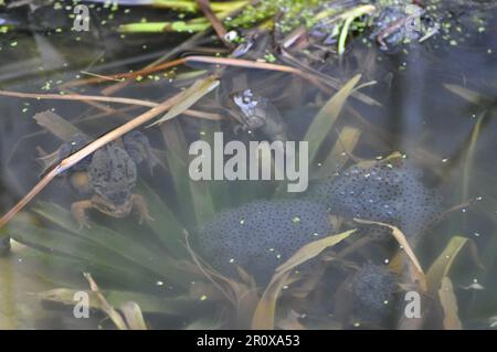 Erwachsene, gemeine Frösche Rena temporaria, die sich im Frühling in einem Gartenteich paaren, mit Froschlaichen, Großbritannien Stockfoto