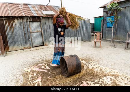 Ein Bauer mittleren Alters schlug die Reisfelder auf einem Metallfass, damit das Getreide in einem ländlichen Gebiet aus dem Reis fiel. Stockfoto