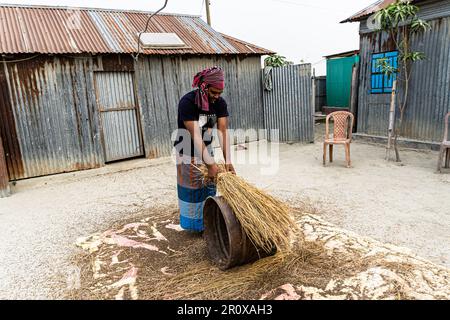 Ein Bauer, der Reis gedroschen hat. Ein Landwirt mittleren Alters schlug die Reisfelder auf die Metallfässer, damit das Getreide in ländlichen Gebieten aus dem Reis fiel Stockfoto