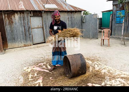 Landwirte ernten Reis manuell. Ein Bauer, der Reis gedroschen hat. Ein Bauer mittleren Alters schlug die Reisfelder mit einem Metallfass. Stockfoto