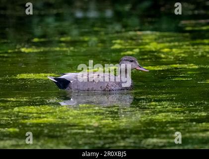 Ein junger eurasischer Russ (Fulica atra), auch bekannt als der gewöhnliche Russ, dieses Küken ist wahrscheinlich etwa eine Woche oder 10 Tage alt Stockfoto