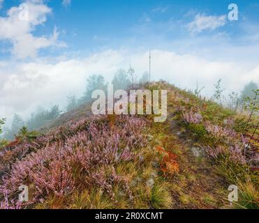 Early Misty Morning Dew Drops auf Wild Mountain Gras Wiese mit wild lila heidekraut Blumen und Spinnennetz. Stockfoto