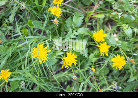 Gelbe Löwenzahn wachsen vor dem Hintergrund von grünem Gras und Laub. Foto, Konzept, Textur, Draufsicht. Stockfoto