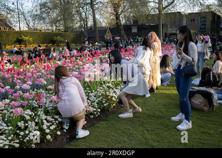 Touristen genießen die Krönungsblumen und den Abendsonnenschein in den Victoria Embankment Gardens im Zentrum von London, England, Großbritannien Stockfoto