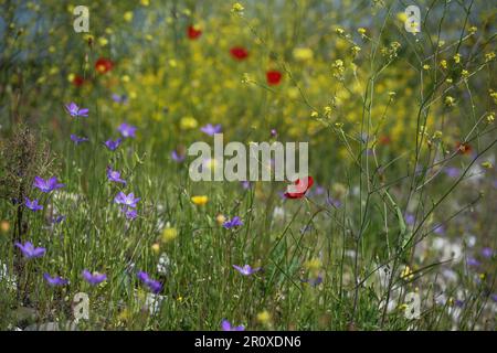 Blütenwiesen mit blauer ausbreitender Blüte (Campanula patula), rotem Mohn (Papaver rhoeas) und gelbem wildem Raps (Brassica napus), ausgewählter Schwerpunkt Stockfoto