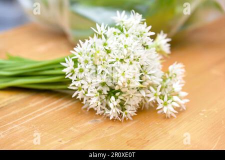 Weißer Blumenstrauß aus wildem Knoblauch oder Ramsons (Allium ursinum) auf einem Holzschneidbrett, das zum Kochen als Dekoration verwendet wird, können die Blätter Knoli ersetzen Stockfoto