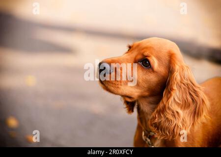 Süßes Hündchen mit üppigem orangefarbenem/rotem Pelz und einem sehr freudigen Auftreten. Herbstumgebung im IOR Park, Bukarest. Stockfoto