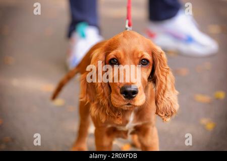 Süßes Hündchen mit üppigem orangefarbenem/rotem Pelz und einem sehr freudigen Auftreten. Herbstumgebung im IOR Park, Bukarest. Stockfoto