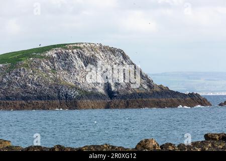 Lamm, manchmal Lamb Island oder The Lamb genannt, ist eine kleine unbewohnte Insel mit einer Größe von etwa 100 x 50 Metern in der Nähe von North Berwick Stockfoto