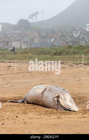 Ein junger Zwergwal wurde am Strand von North Berwick angespült Stockfoto